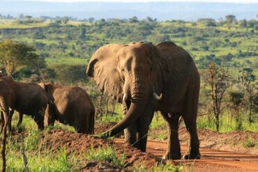 Murchison Falls National Park Safari -A scenic view of Murchison falls with wildlife and lush vegetation