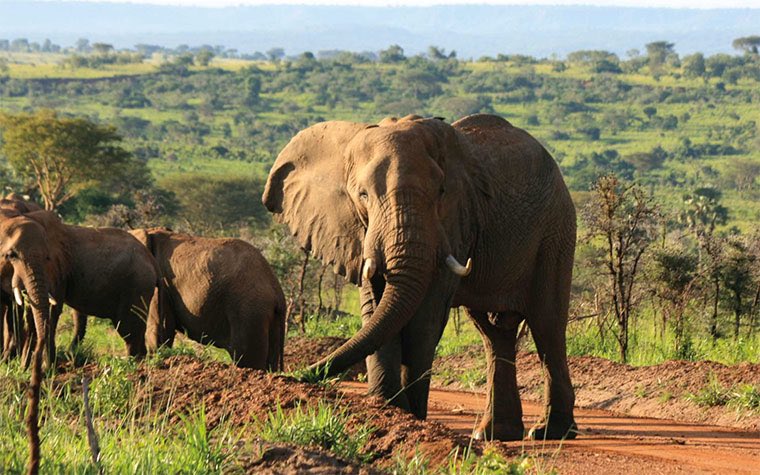 Murchison Falls National Park Safari -A scenic view of Murchison falls with wildlife and lush vegetation