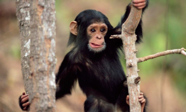 Kibale National Park, Uganda chimpanzee trekking Safari tour