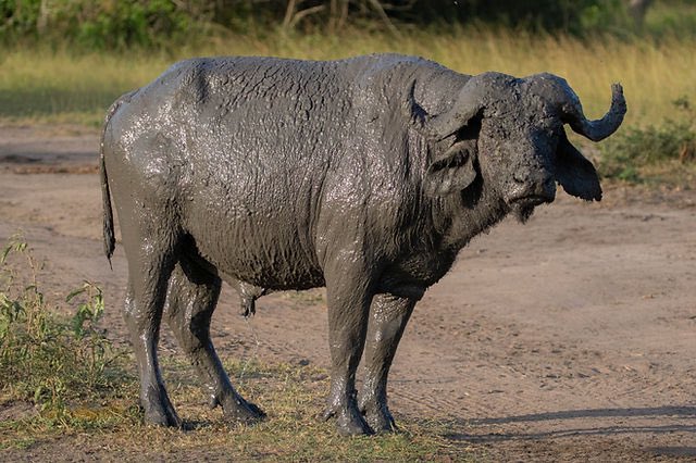 Buffalo grazing in the savannah of Murchison Falls National Park game drive