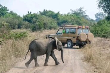 cost of Uganda safari, African safari