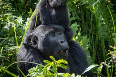 best time to see gorillas in Uganda