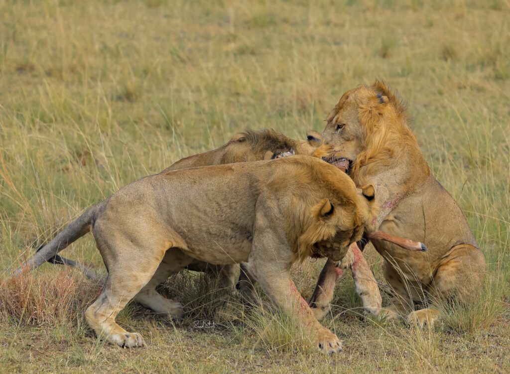 Lions spotted during game drive in Murchison falls national park