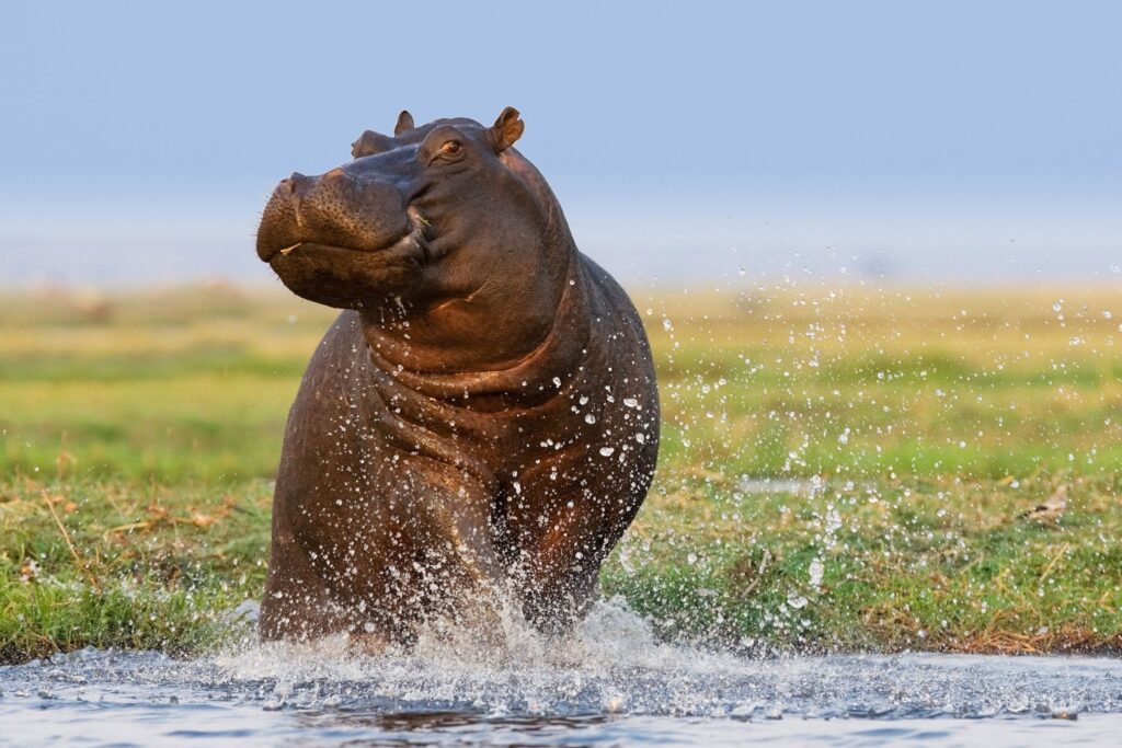 Hippos in the Nile River near Murchison Falls