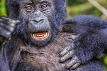 Best Uganda Gorilla Trekking Safari 2025, Uganda tours