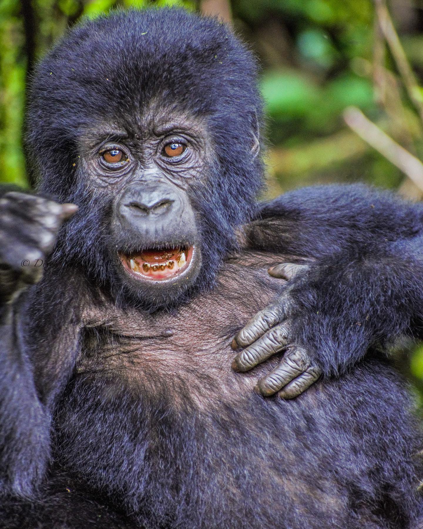 Best Uganda Gorilla Trekking Safari 2025, Uganda tours