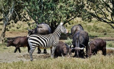 Wildlife in Kidepo Valley National Park Uganda