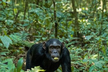 Chimpanzee Trekking Uganda 20 Days Safari