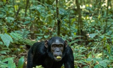 Chimpanzee Trekking Uganda 20 Days Safari