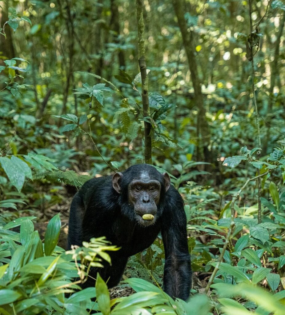 Chimpanzee Trekking Uganda 20 Days Safari