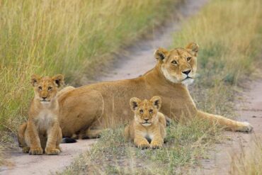 A Lion in its natural habitat during African safari Uganda.