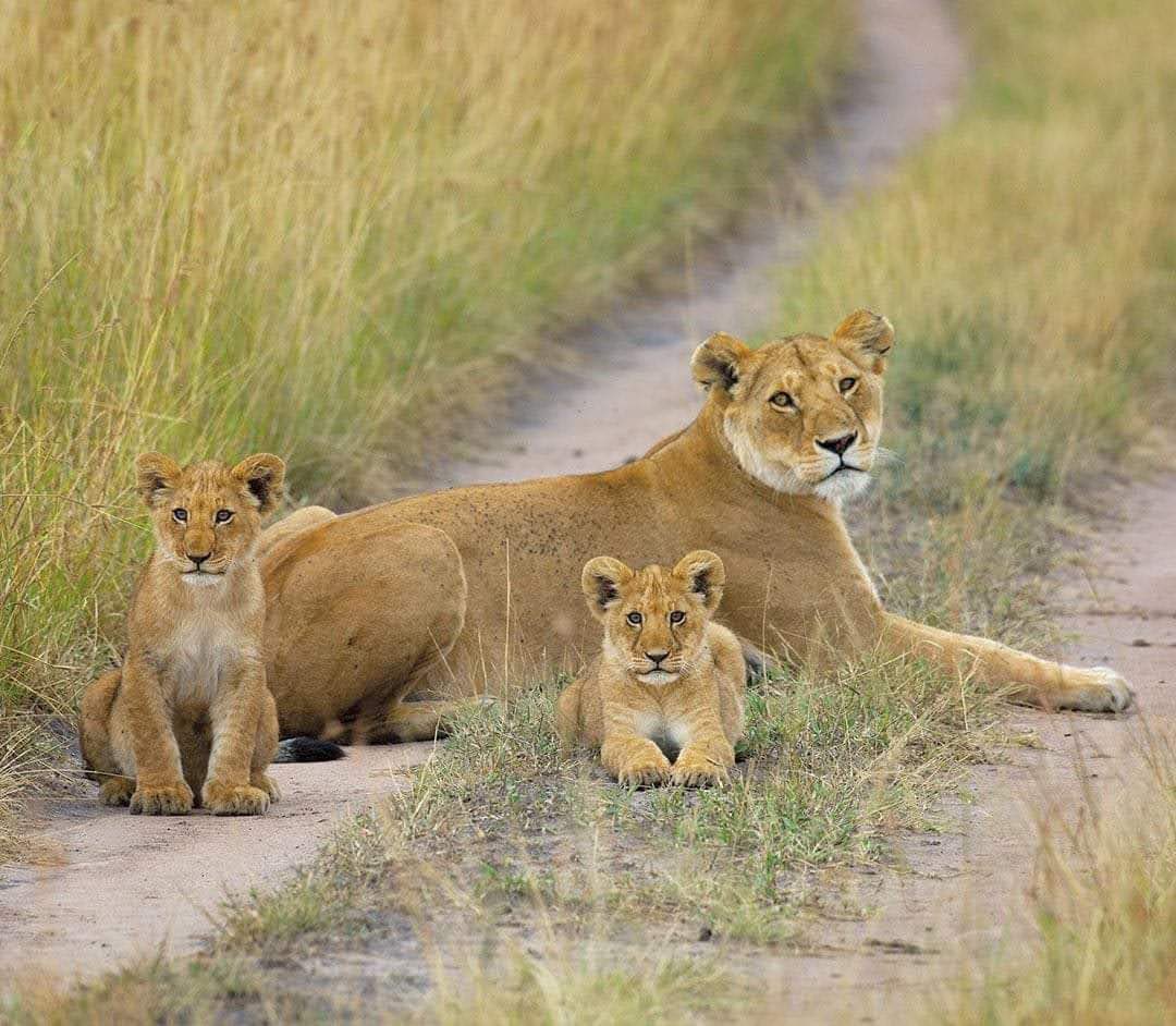 A Lion in its natural habitat during African safari Uganda.