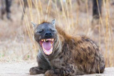 Wildlife viewing during a December safari in Uganda, showcasing lush landscapes and diverse animals.