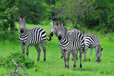 A zebra grazing in the lush grasslands of Uganda during a February budget safari.