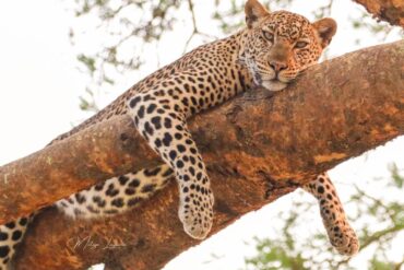 Low Season Wildlife Safari in Uganda