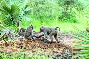 Lush scenery of Bwindi Impenetrable National Park during an April safari in Uganda, featuring misty mountains and rich vegetation.
