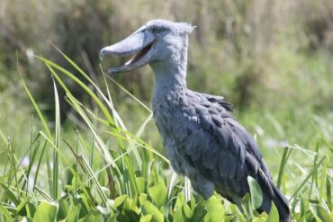 A majestic shoebill stork standing in the wetlands during a safari in Uganda in February.