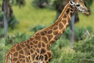 A breathtaking view of a Ugandan safari showcasing diverse wildlife and lush landscapes.