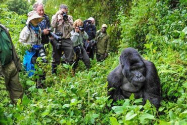 Budget-friendly gorilla trekking safari in Uganda, with travelers trekking through Bwindi Impenetrable Forest.
