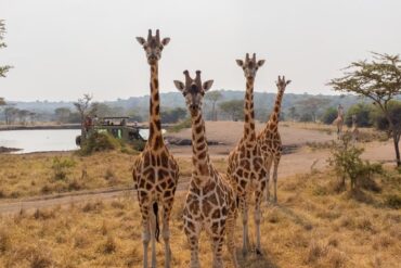 Scenic view of diverse wildlife in Queen Elizabeth National Park, Uganda
