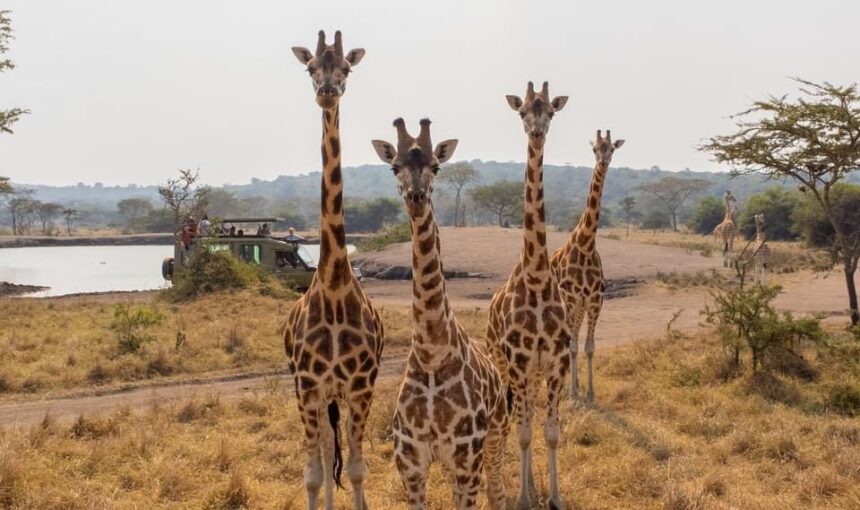 Which is the best park for safari in Uganda