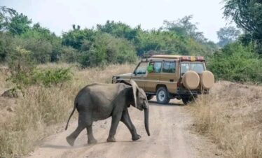 Uganda Safari Package with Gorilla Trekking