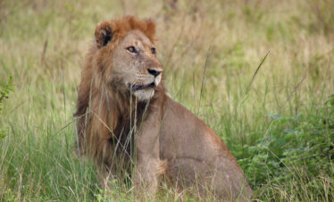 Best Family Wildlife Safaris in Uganda – A 7-Day Adventure