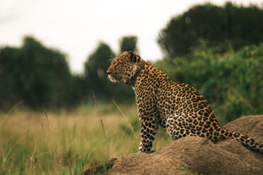 Family enjoying a wildlife safari in Uganda, 2025, with stunning views of wildlife and nature.