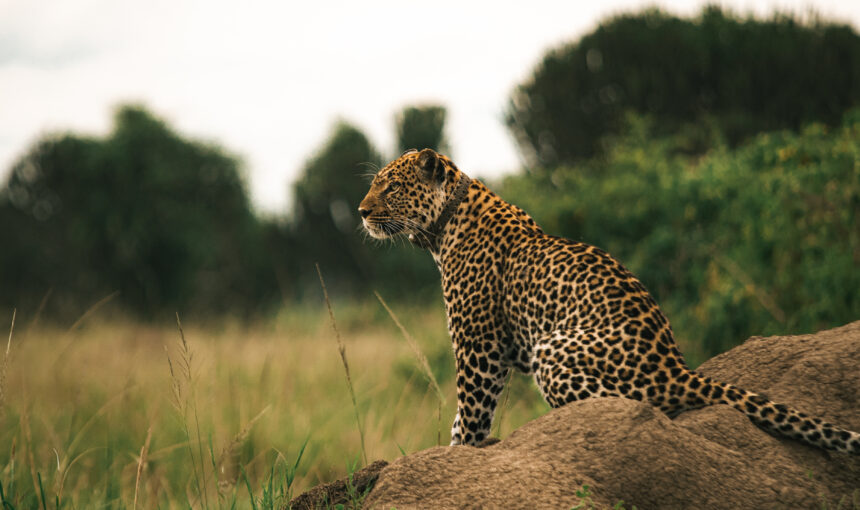 What to expect in the Best Family wildlife Safari in Uganda -2025