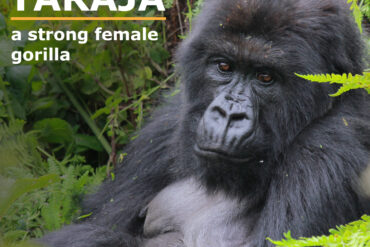 How plan gorilla trekking in Uganda