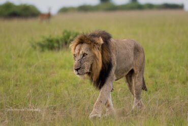 Big five safari in Uganda