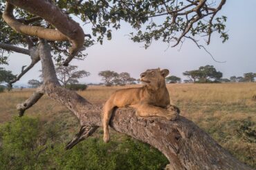Lion spotted during a Uganda safari in Queen Elizabeth National Park.