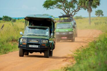 A stunning view of wildlife during a game drive safari in Uganda, showcasing elephants and buffaloes in their natural habitat.