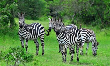 Wildlife to see on Uganda safari tours
