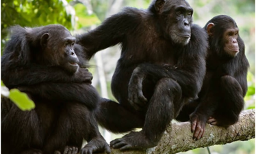 Best Uganda Chimpanzee Safari