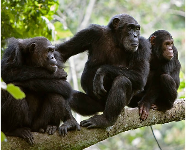 Best Uganda Chimpanzee Safari