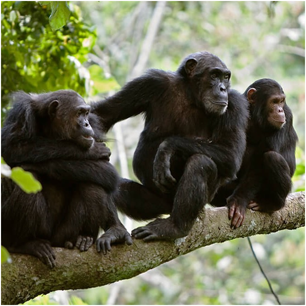 Best Uganda Chimpanzee Safari