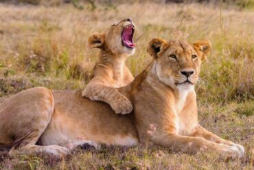 Game drive safari in Uganda