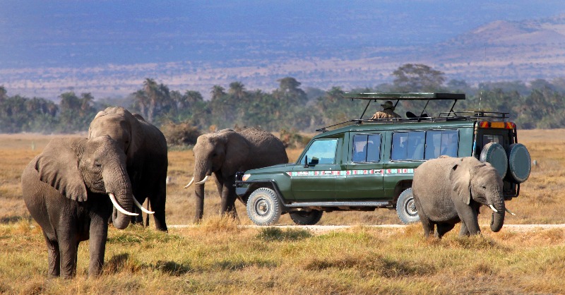 Best Safari in Uganda - Unforgettable Wildlife Encounters