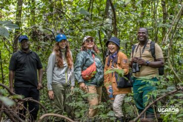 Chimpanzee trekking in Uganda's lush forests
