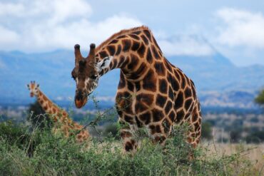 Top Uganda safari activities
