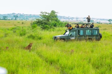 Discover the wildlife and scenic beauty of Queen Elizabeth National Park in Uganda. This iconic park offers thrilling game drives where you can spot elephants, lions, and other incredible animals in their natural habitat, all set against the backdrop of the park’s stunning landscapes.