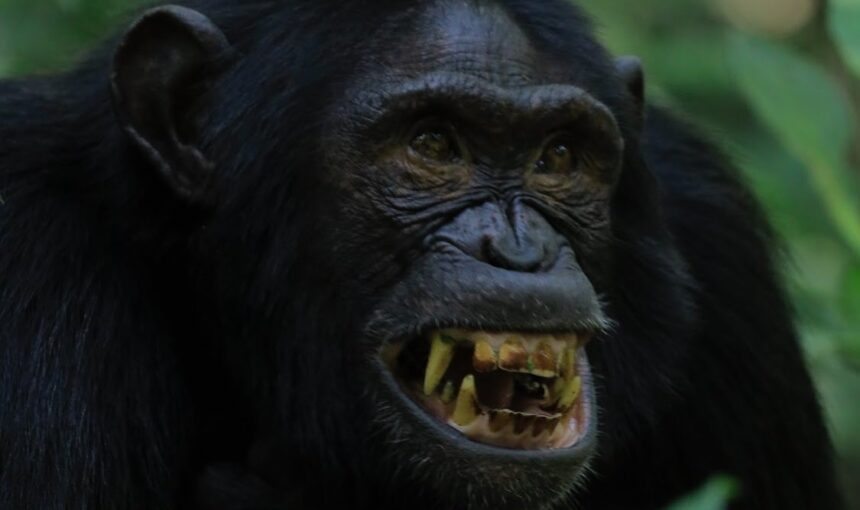 How Much is a Chimpanzee Trekking Uganda Safari Tour?