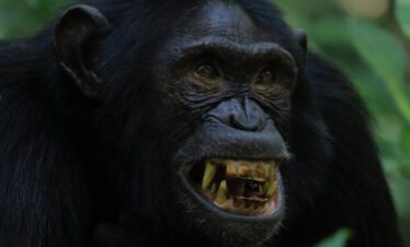 Chimpanzee trek Uganda