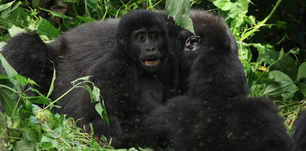 5 day Gorilla Safari tour