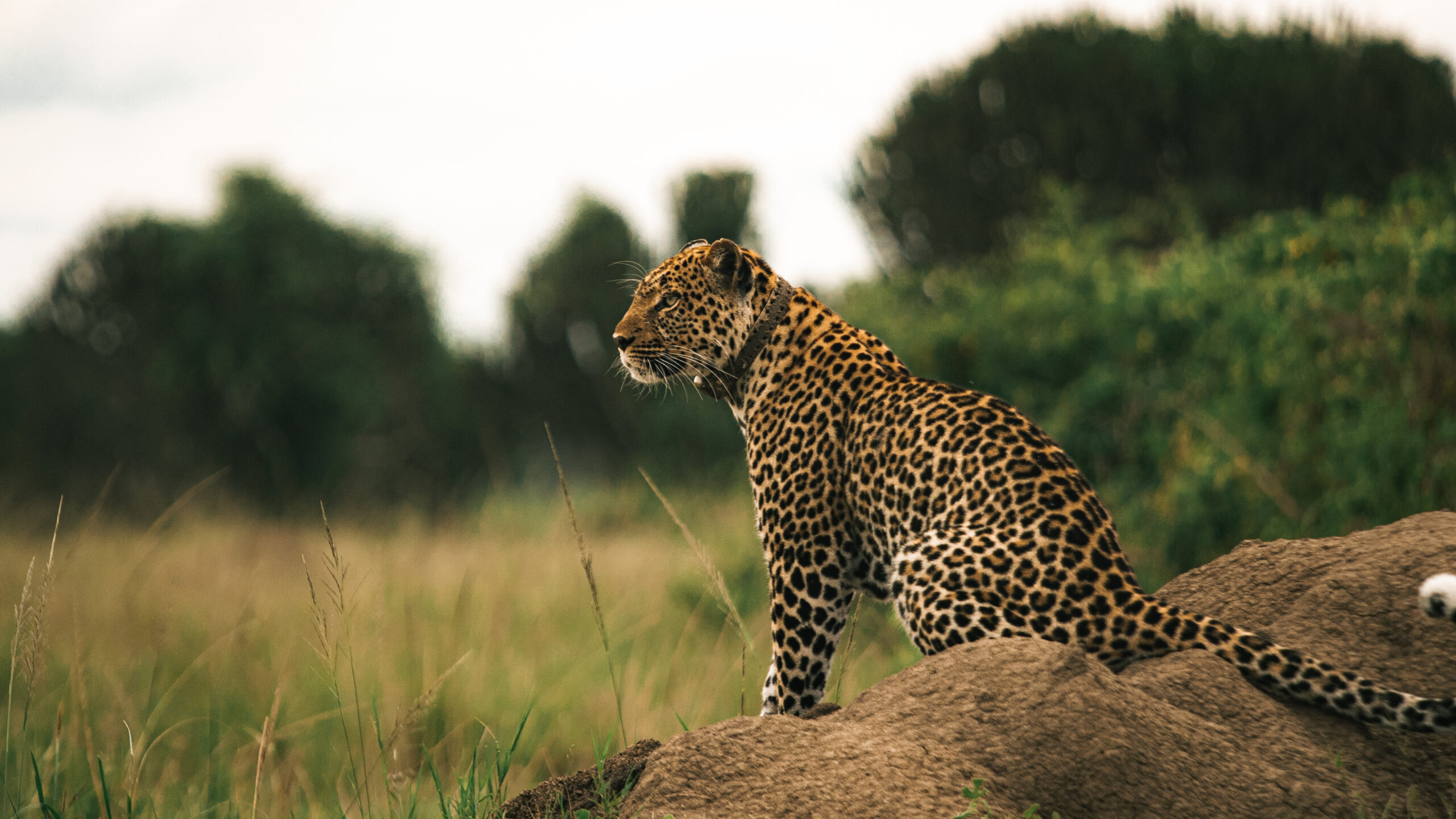 Leopard on the Best Uganda Safari