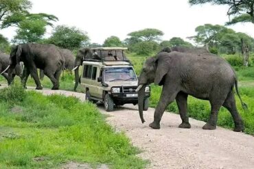 Queen Elizabeth Uganda Safari