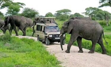 Queen Elizabeth Uganda Safari