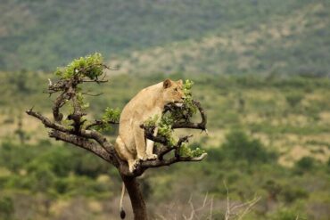 see lions n Uganda Safari