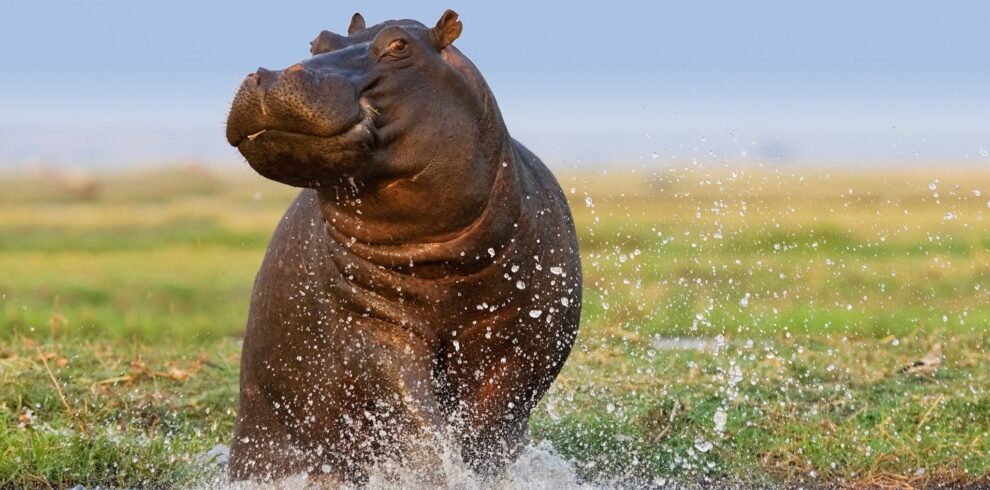 Uganda Queen Elizabeth Best Safari